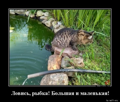 1533230115_Lovis-rybka-Bolshaya_demotions.ru.jpg